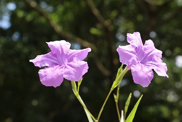 台北植物園裡的花花草草