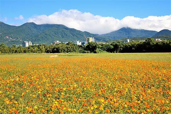 2022 關渡花海