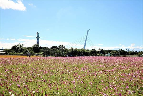 2022 關渡花海