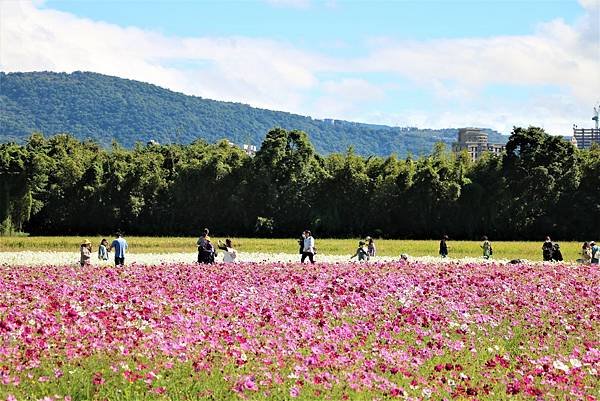 2022 關渡花海