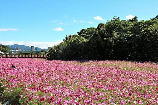 2022 關渡花海