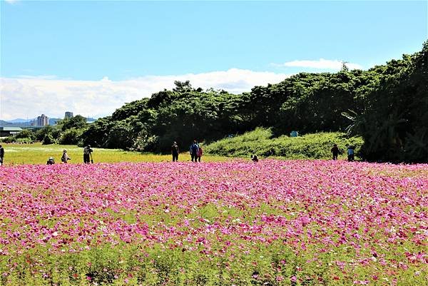 2022 關渡花海