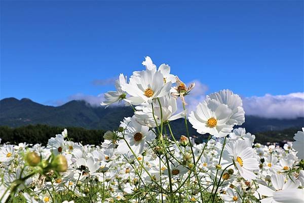 2022 關渡花海