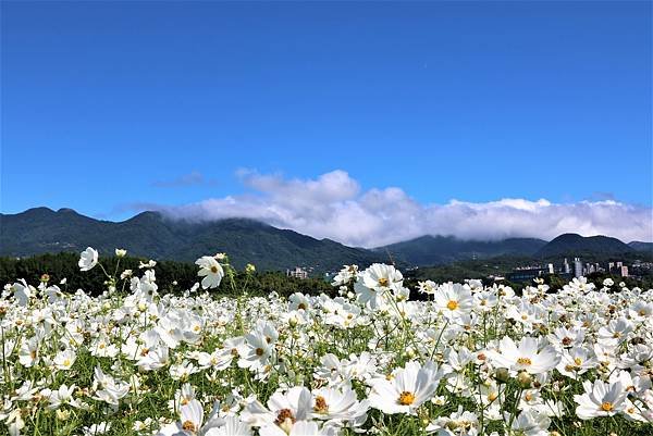 2022 關渡花海