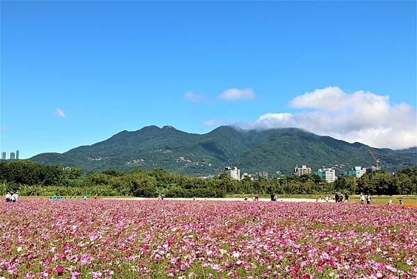 2022 關渡花海