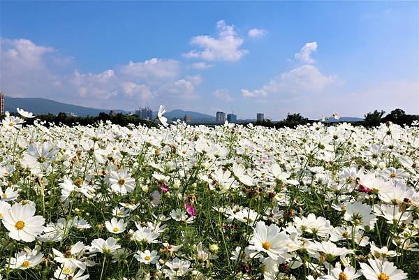 2022 關渡花海