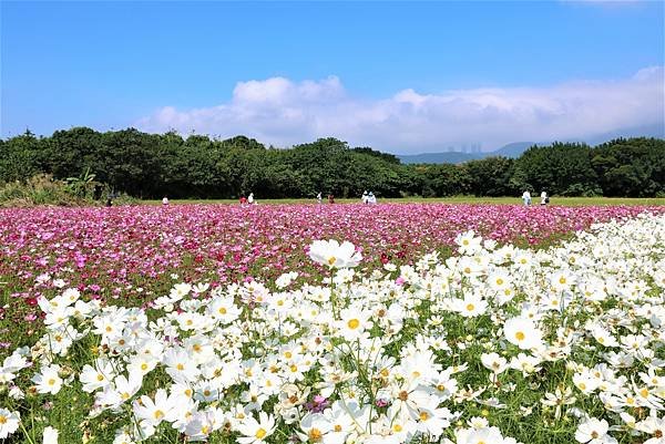 2022 關渡花海