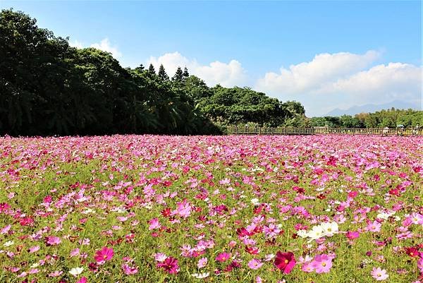 2022 關渡花海