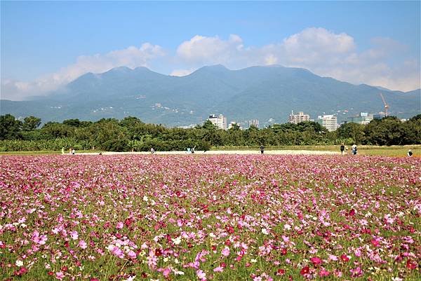 2022 關渡花海