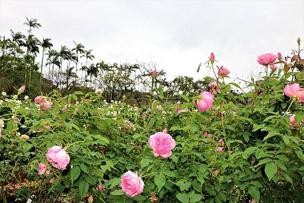 2022 士林官邸 玫瑰園