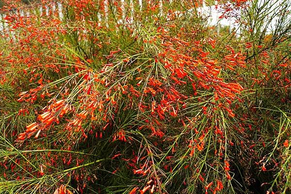 喜氣洋洋の炮竹紅