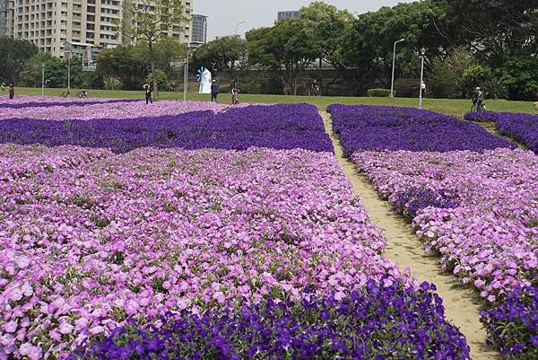 古亭河濱公園 - 矮牽牛