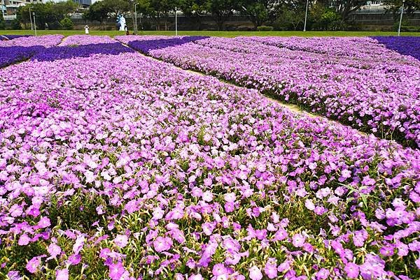 古亭河濱公園 - 矮牽牛