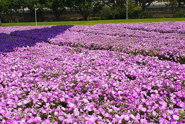 古亭河濱公園 - 矮牽牛