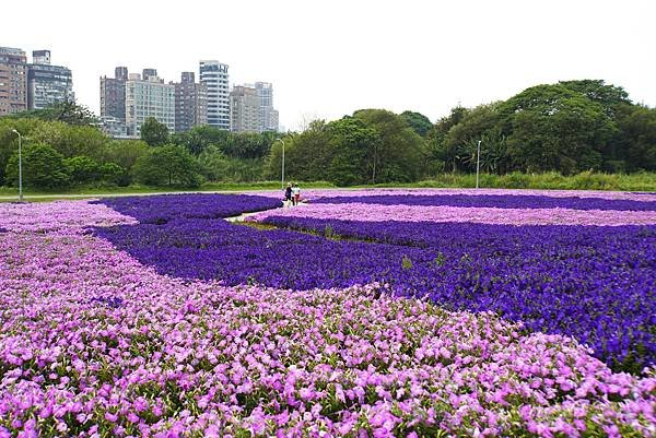 古亭河濱公園 - 矮牽牛