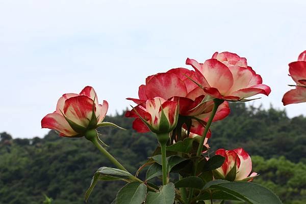 士林官邸 摩納哥公爵玫瑰