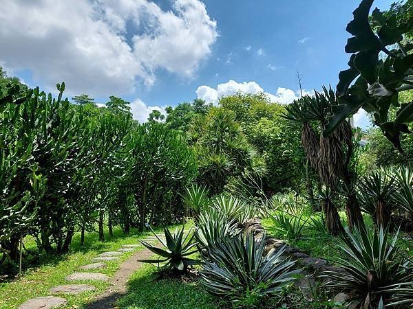 台北植物園 單刺仙人掌