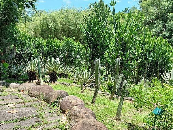 台北植物園 單刺仙人掌