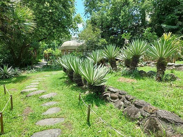 台北植物園 單刺仙人掌