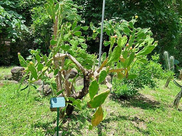 台北植物園 單刺仙人掌