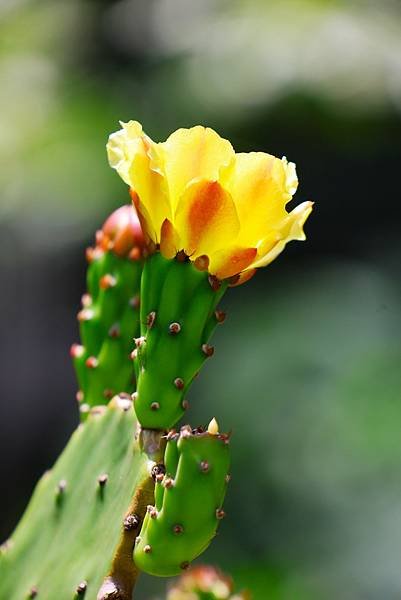 台北植物園 單刺仙人掌