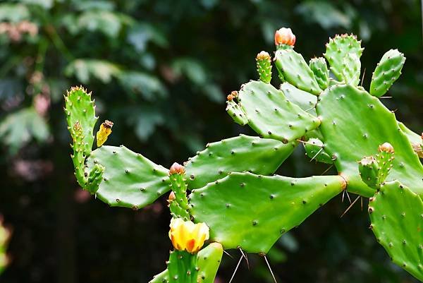 台北植物園 單刺仙人掌