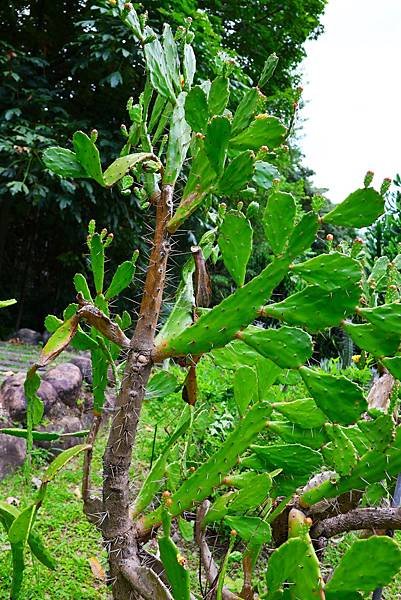 台北植物園 單刺仙人掌