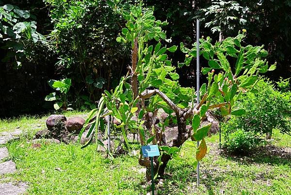 台北植物園 單刺仙人掌