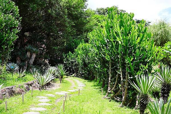 台北植物園 單刺仙人掌