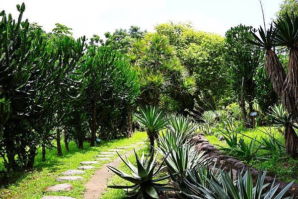 台北植物園 單刺仙人掌