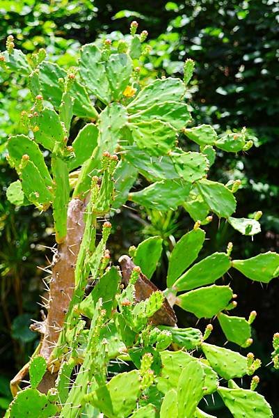 台北植物園 單刺仙人掌