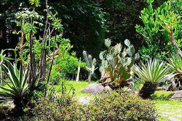 台北植物園 單刺仙人掌