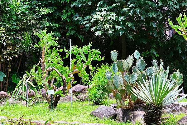 台北植物園 單刺仙人掌