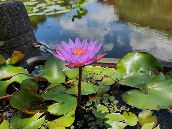 台北植物園