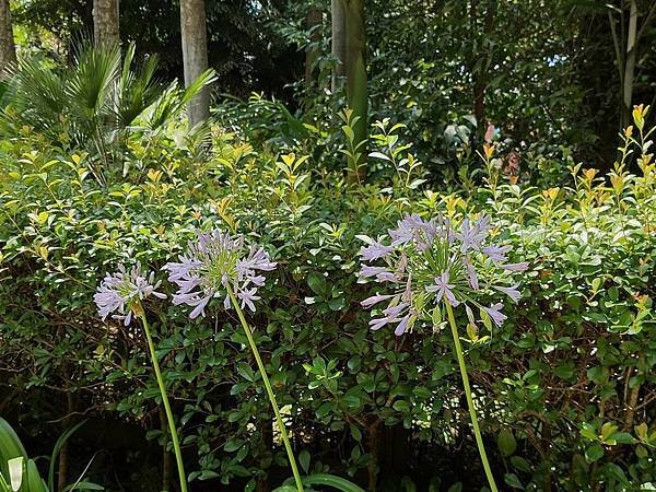 台北植物園