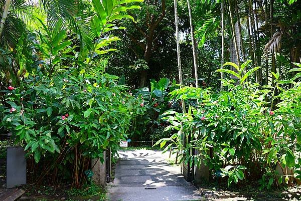 台北植物園 薑科植物