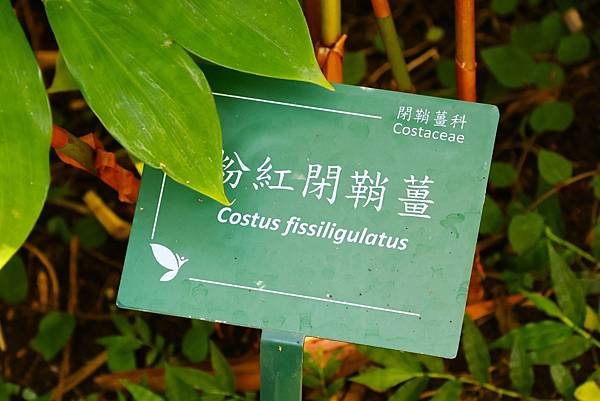 台北植物園 薑科植物