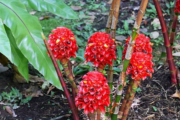 台北植物園 薑科植物