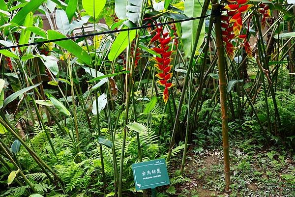 台北植物園 薑科植物