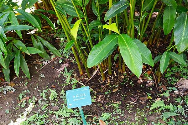 台北植物園 薑科植物