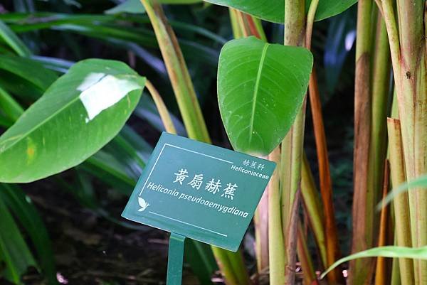 台北植物園 薑科植物