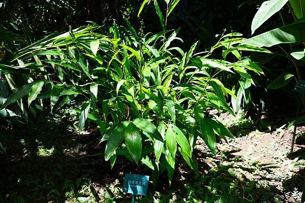 台北植物園 薑科植物