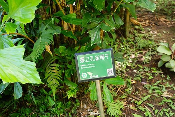 台北植物園 薑科植物