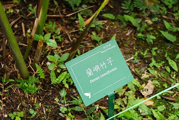 台北植物園 薑科植物