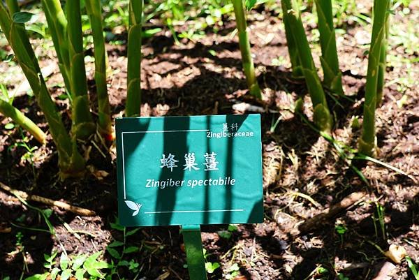 台北植物園 薑科植物