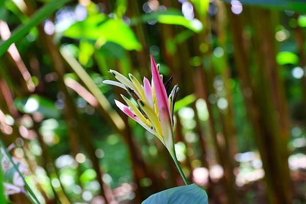 台北植物園 薑科植物