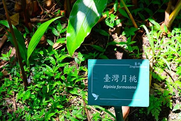 台北植物園 薑科植物