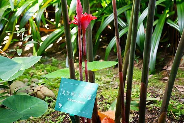 台北植物園 薑科植物