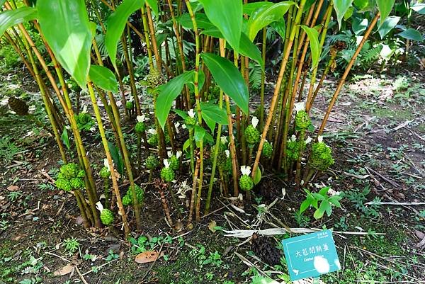 台北植物園 薑科植物