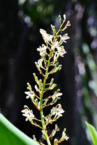 台北植物園 薑科植物